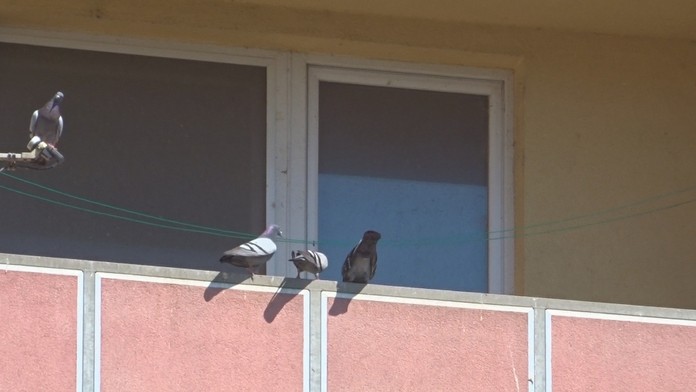 Z bytu sa stáva chovná stanica.