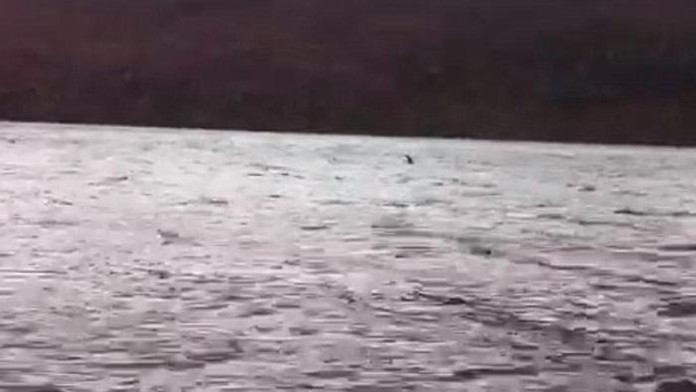 Pláva vo vodách skutočná Lochneská príšera?