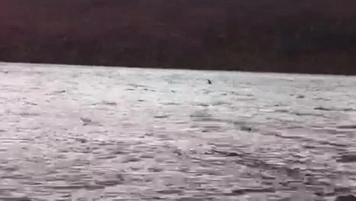 Pláva vo vodách skutočná Lochneská príšera?