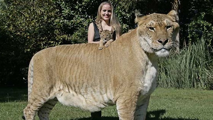 Liger je najväčšia mačkovitá šelma sveta