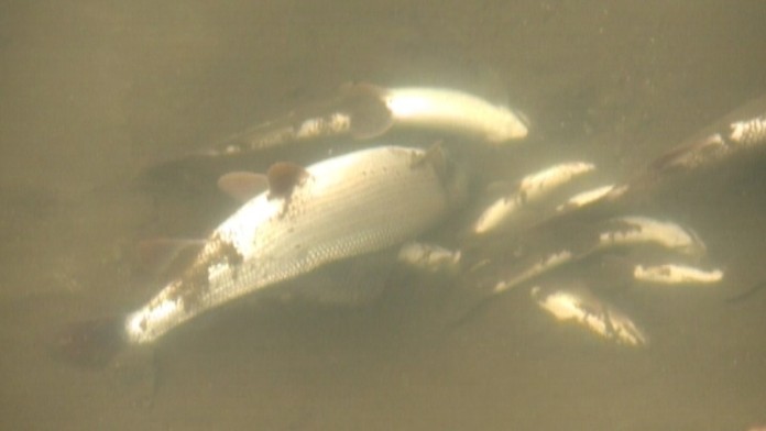 17 VO ILU KYANID PLAZMA.transferweb_jpg_bez_watermarku_1.jpg