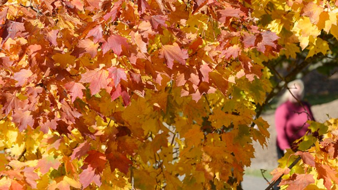 Jeseň - ilustračná snímka