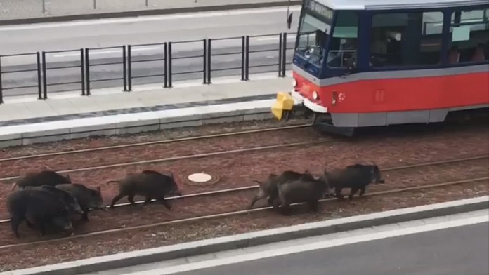Diviaky na frekventovanom mieste v Bratislave.