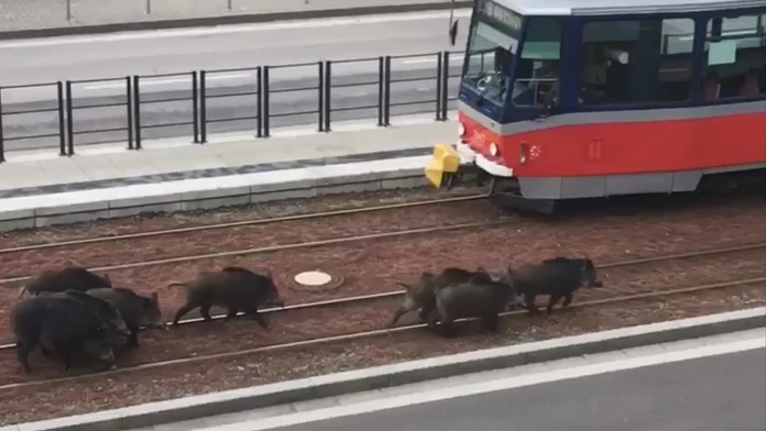 Diviaky na frekventovanom mieste v Bratislave.