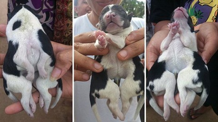 spider puppy.jpg