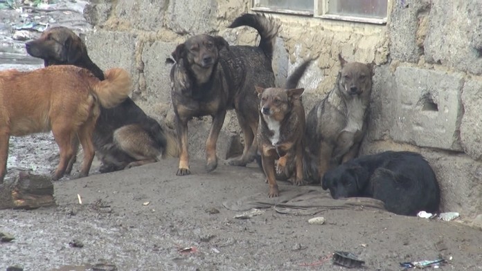 Boli sme na mimoriadnom stretnutí parlamentného výboru k zabíjačkám psov