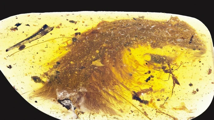 Chvost opereného dinosaura zakonzervovaný v jantári.
