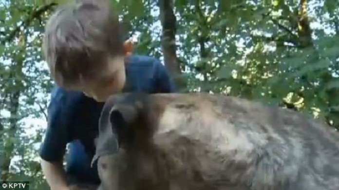 Pitbul zachranil zivot osemrocnemu chlapcovi.