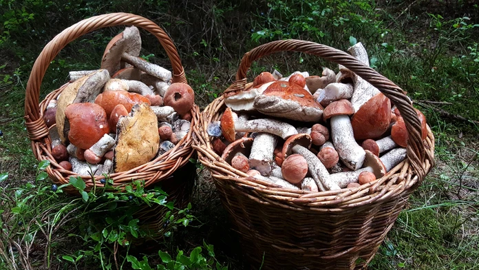 Hríby na Orave.