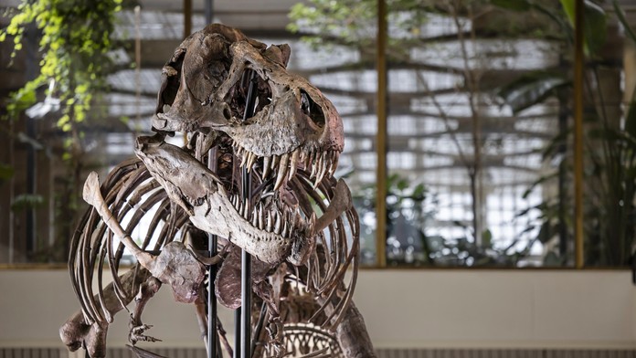 V Zürichu vystavili extrémne vzácnu kostru T-Rexa. Budúci mesiac skončí v súkromnej zbierke