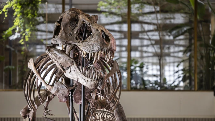 V Zürichu vystavili extrémne vzácnu kostru T-Rexa. Budúci mesiac skončí v súkromnej zbierke