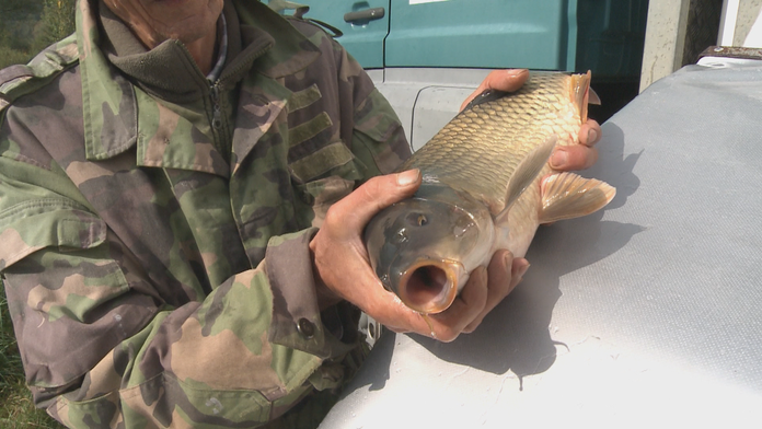 Jesenné zarybňovanie