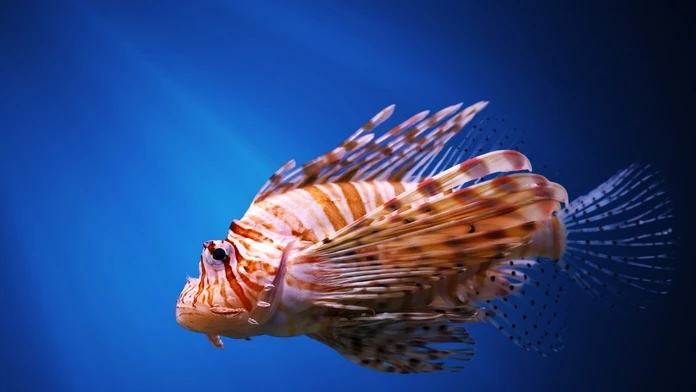 Pterois miles, perutýn diabolský, firefish 