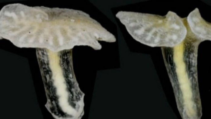 Dendrogramma