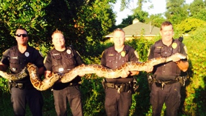 Tento obrovský pytón si pochutnával na domácich mačkách