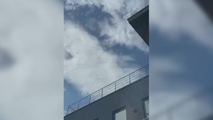 Budovu v Prešove obkľúčil 30-tisícový roj včiel. Majiteľ firmy sa ocitol pred ťažkou dilemou