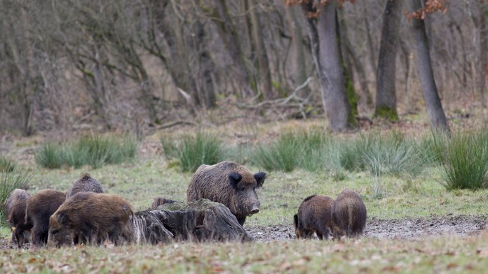 Stádo diviakov- ilustračná snímka.