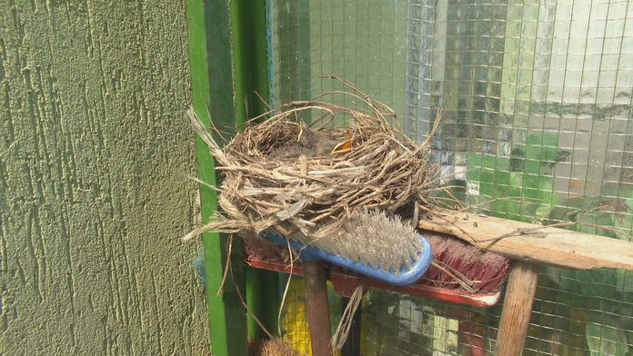 Drozdia rodinka na balkóne