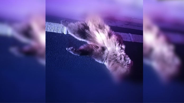 Neďaleko Lučenca vbehol medveď pod kamión. Vodič už nedokázal zrážke zabrániť