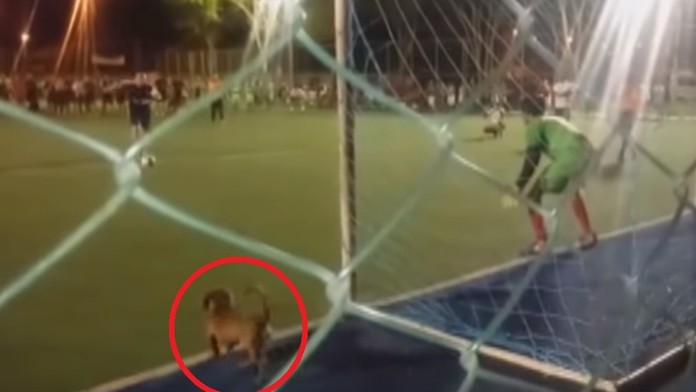 Pes čaká na svoju príležitosť.