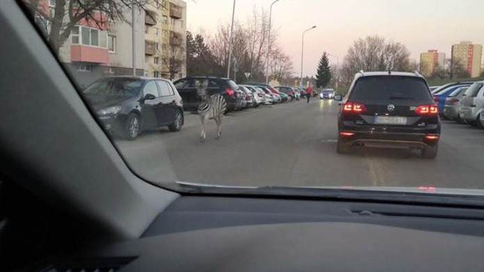 ponik fb.mp4