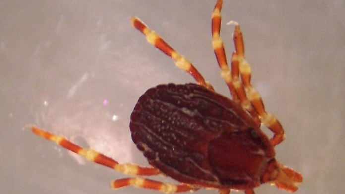 Kliešť Hyalomma marginatum