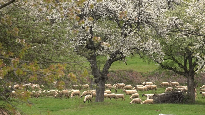 Miesto, ktoré sa na jar stáva najromantickejším na Slovensku