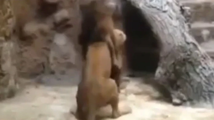 Zdesení návštevníci videli útok leva v priamom prenose