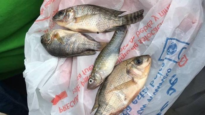 Láska na druhý pokus 2: 77. epizóda