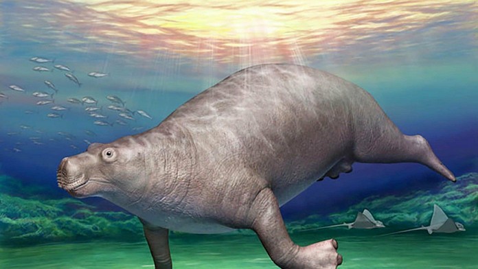 Paleoparadoxia.