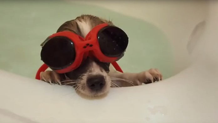 Čivava Lily bojovala vo vani o život.