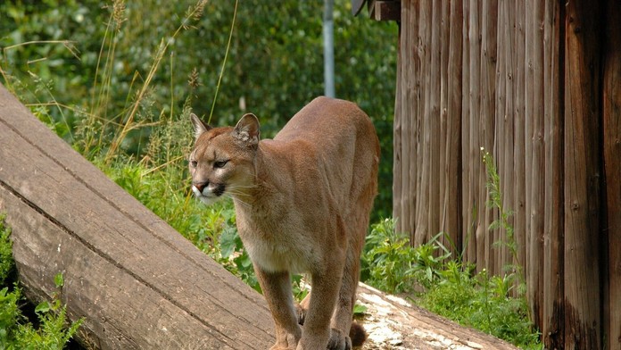Puma- ilustračná snímka.