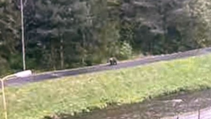 Na snímke medveď, ktorého videli na cyklistickom chodníku.
