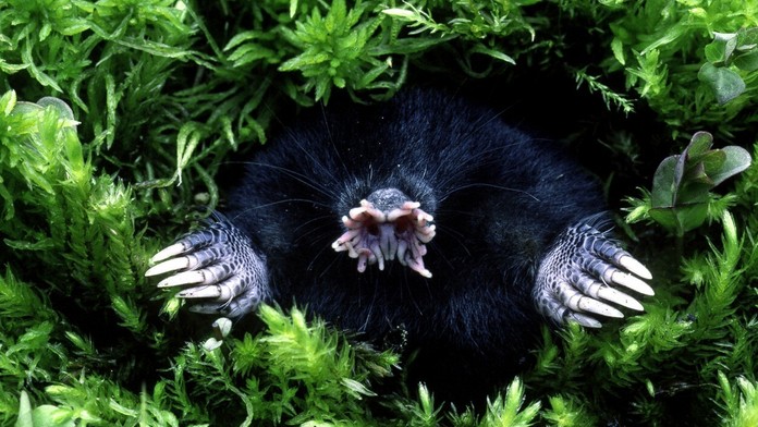 Krt hviezdonosý (Condylura cristata).