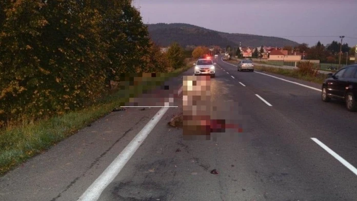 Zrazený medveď.