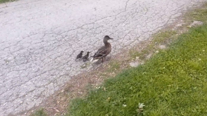 Policajti ratovali kačice.