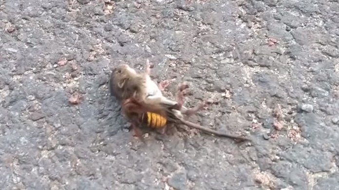 Sršeň napadol myš.