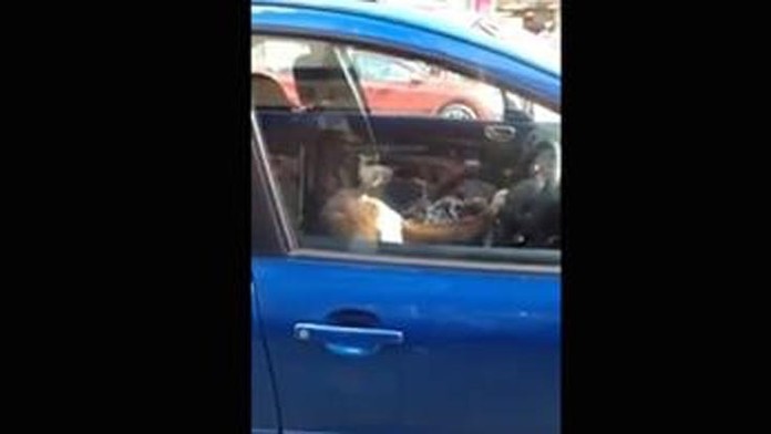 Boxer trúbil klaksónom.jpg