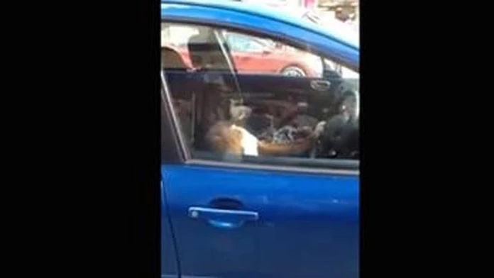 Boxer trúbil klaksónom.jpg