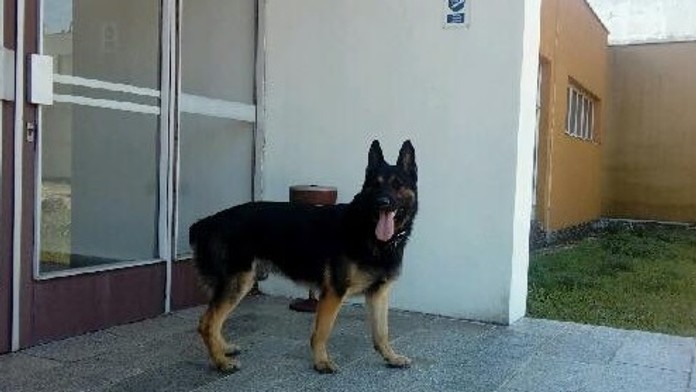 Nemecký ovčiak Assco.