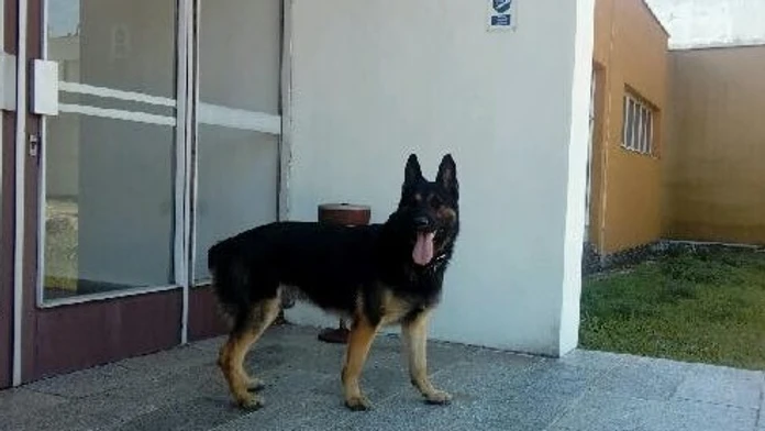 Nemecký ovčiak Assco.