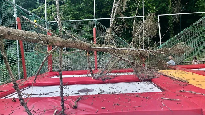 Spadnutý strom.