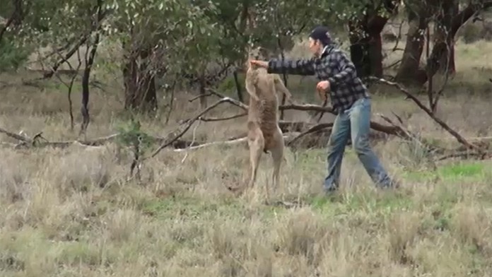 Udrel klokana, aby zachránil svojho psa.