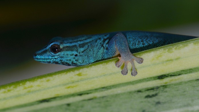 Gekón modrý.
