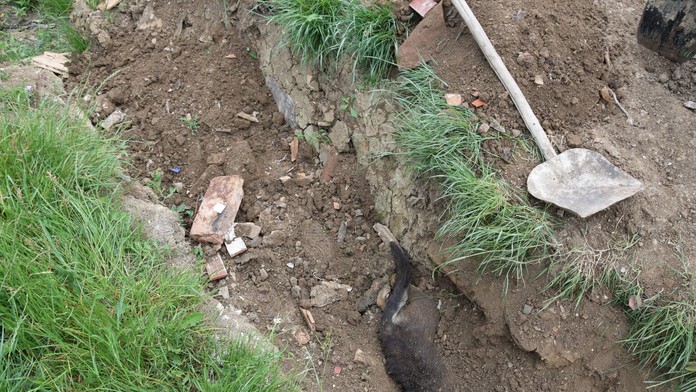 Psa niekto utýral na dvore domu.