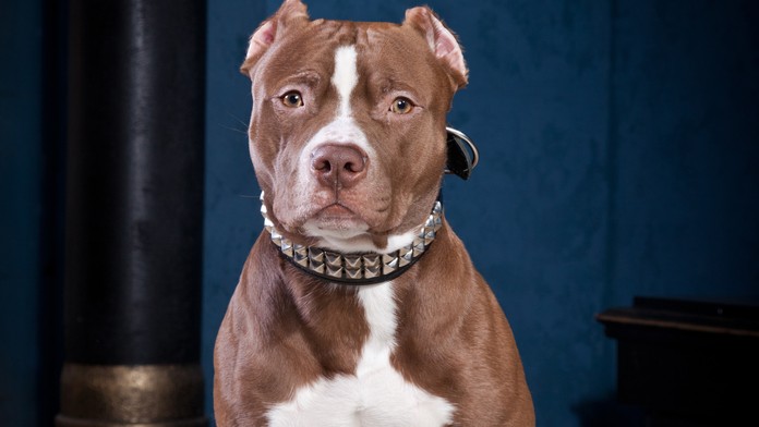 pitbul.jpg