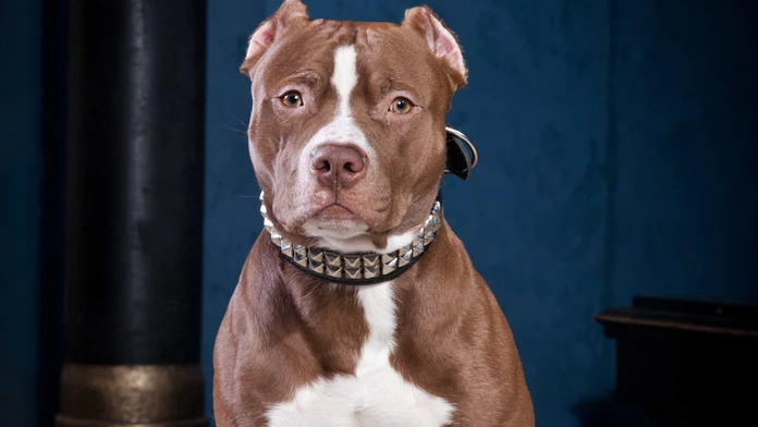 pitbul.jpg