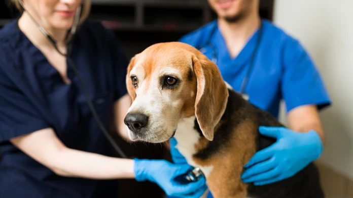 Pes u veterinára.