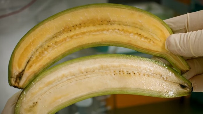 Zlaté banány