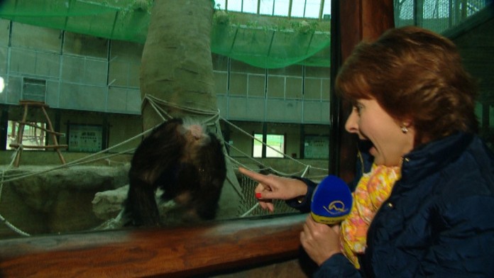 Danica Kleinová a opičia riť.